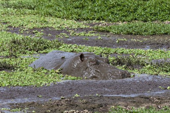 Hippopotamus (Hippopotamus amphibius), Masai Mara, Kenya