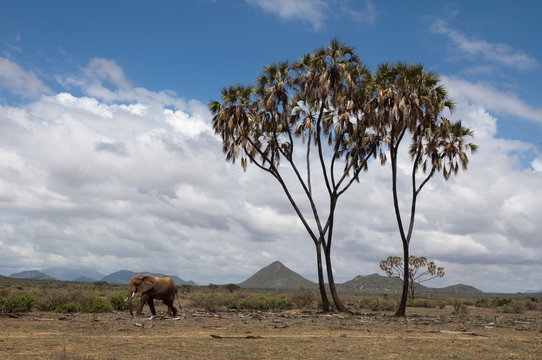 African elephant (Loxodonta africana) walking near a doum palm (Hyphaene coriacea), Samburu National Park, Kenya