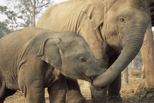 Captive Asian (Indian) Elephants