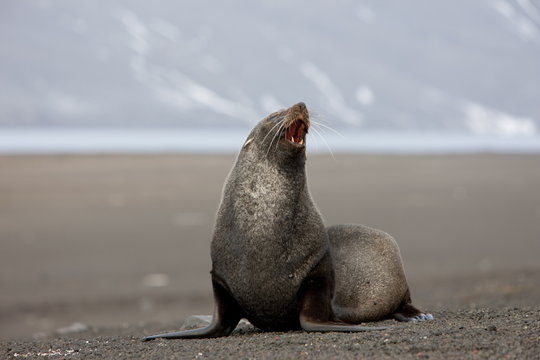 Antarctic fur seal (Arctocephalus gazella), Deception Island, South Shetlands, Antarctic