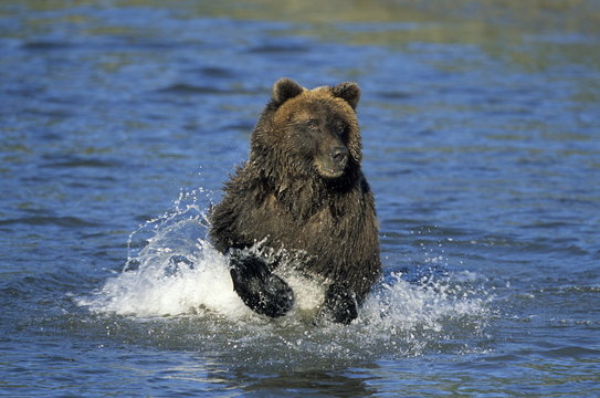 Brown Bear, (Ursus arctos), Lake Clark National Park, Alaska, USA