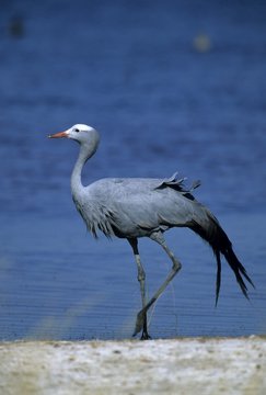 Blue crane, Anthropoides paradisea, Etosha National Park, Namibia
