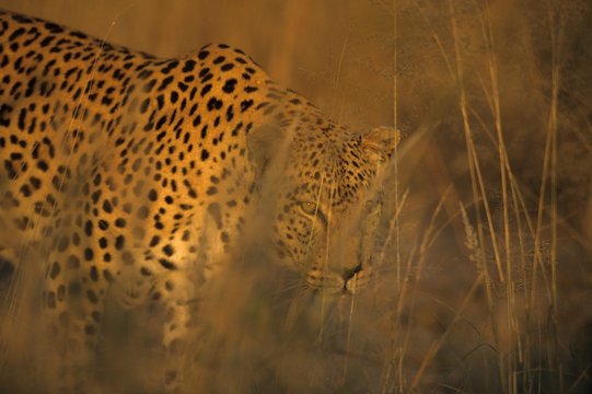 Leopard, Panthera pardus, Duesternbrook Private Game Reserve, Windhoek, Namibia