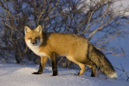 Redfox (Vulpes vulpes), Churchill, Hudson Bay, Manitoba, Canada