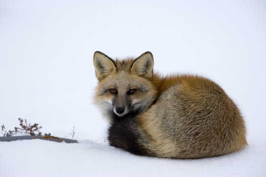Redfox (Vulpes vulpes), Churchill, Hudson Bay, Manitoba, Canada