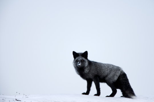Silverfox (red fox) (Vulpes vulpes), Churchill, Hudson Bay, Manitoba, Canada