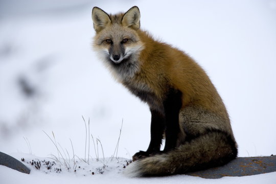Redfox (Vulpes vulpes), Churchill, Hudson Bay, Manitoba, Canada
