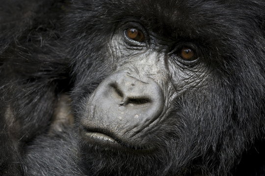 Mountain gorilla (Gorilla gorilla beringei), Kongo, Rwanda