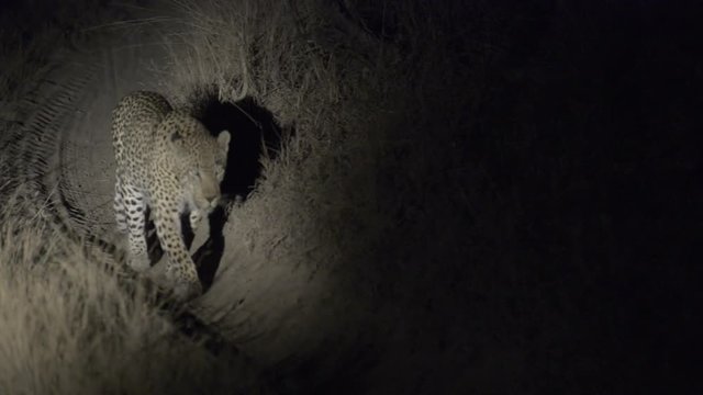 Leopard walks along a dark path at night, barren, darkness, focus pull, South Africa (flat, ungraded)
