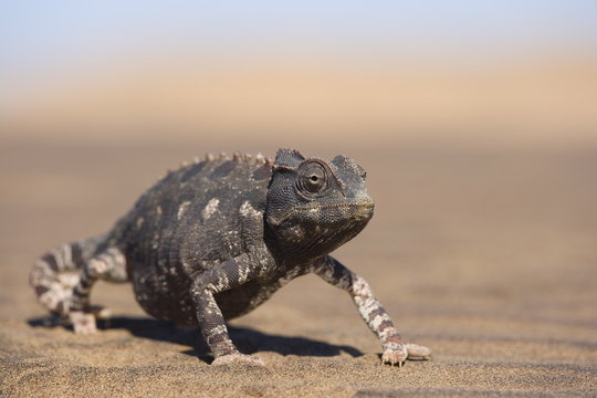 Namaqua chameleon (Chamaeleo namaquensis), Namib Desert, Namibia