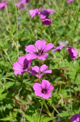 Geranien bl&uuml;hen lila - Geranium magnificum 
