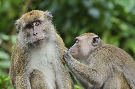 Macaques, Sabah, Borneo, Malaysia