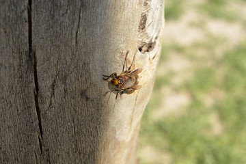 hornet