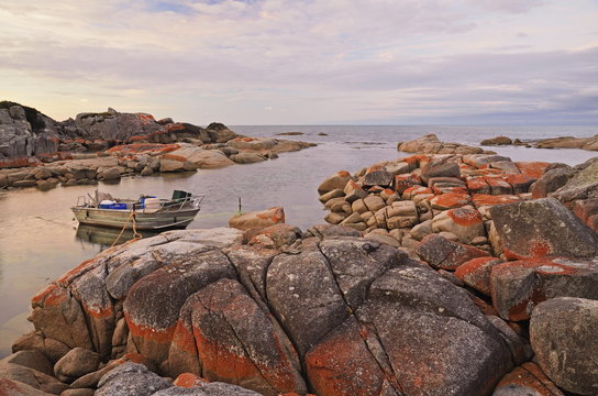 Red lichen on Rocks, Bay of Fires, Bay of Fires Conservation Area, Tasmania