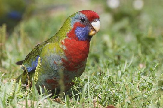 Crimson rosella (juvenile), Yarra Ranges National Park, Victoria