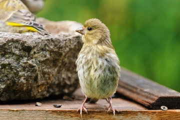 Young European greenfinchwith the family on a bird feeder in the garden, Russia 