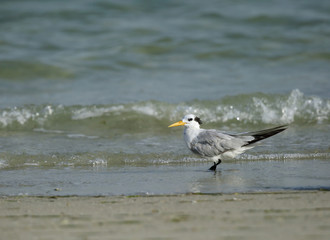 Lesser Crested tern