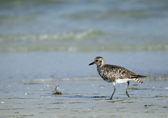 The grey plover