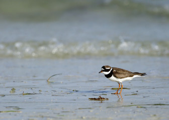 The little ringed plover
