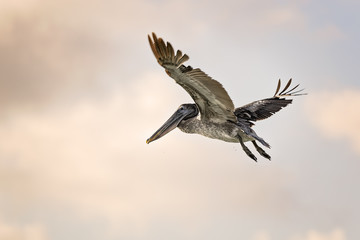 Pelican