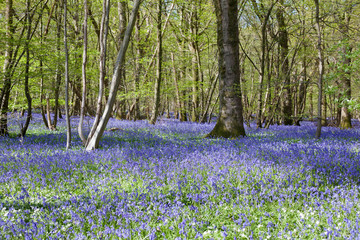 Bluebells in the woods, East Sussex, England, selective focus
