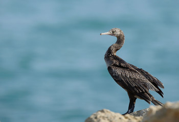 The Socotra cormorant Bahrain