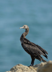 The Socotra cormorant Bahrain