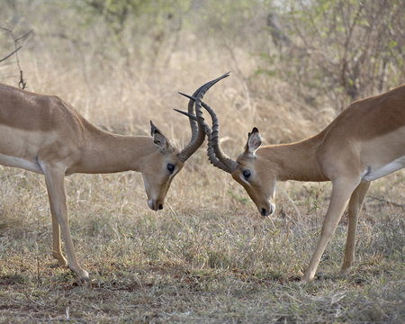 Two male impala (Aepyceros melampus) sparring, Kruger National Park
