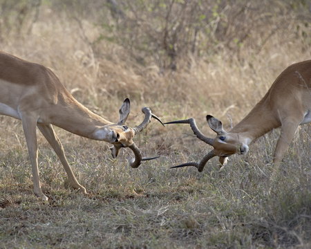 Two male impala (Aepyceros melampus) sparring, Kruger National Park