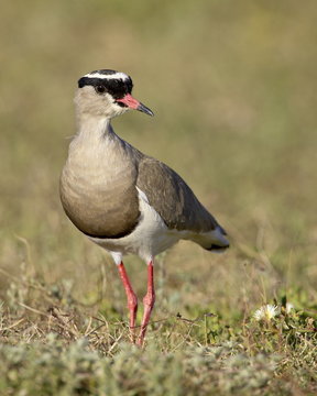 Crowned plover (crowned lapwing) (Vanellus coronatus), Addo Elephant National Park