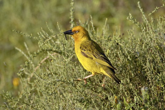 Cape weaver (Ploceus capensis), Addo Elephant National Park