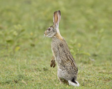 African hare (Cape hare) (brown hare) (Lepus capensis), Serengeti National Park, Tanzania