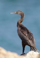 The Socotra cormorant Bahrain