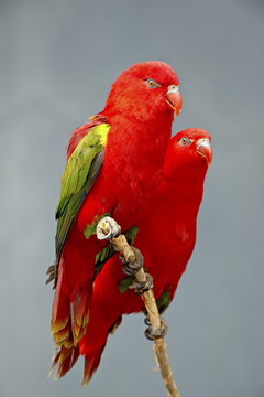 Two chattering lory (Lorius garrulus) in captivity, Rio Grande Zoo, Albuquerque Biological Park, Albuquerque, New Mexico