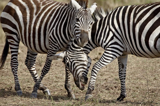 Two male Grants Zebra (Plains Zebra, Common Zebra) (Equus burchelli boehmi) fighting, Masai Mara National Reserve, Kenya