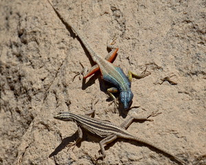 Male and female Augrabies flat lizard (Platysaurus broadleyi), Augrabies Falls National Park