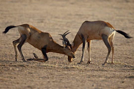 Two male red hartebeest (Alcelaphus buselaphus) sparring, Kgalagadi Transfrontier Park