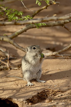 Brant's whistling rat (Parotomys brantsii) eating, Kgalagadi Transfrontier Park