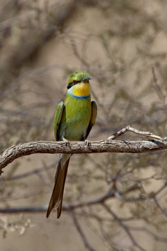 Swallow-tailed bee-eater (Merops hirundineus), Kgalagadi Transfrontier Park, former Kalahari Gemsbok National Park