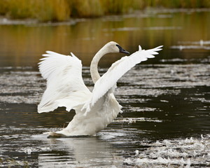 Trumpeter Swan (Cygnus buccinator) stretching its wings on a pond, Tok Cutoff, Alaska