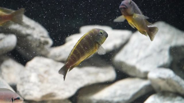 Especies de peces del lago Tanganica, Tropheus Ujiji Katonga