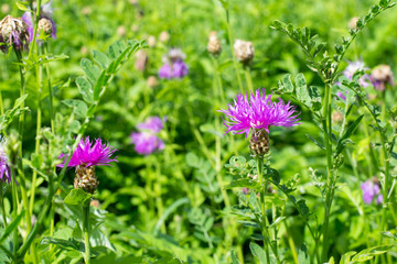 Fototapeta premium wildflowers in the field 
