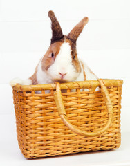 Cute ginger bunny in a basket on white wooden background