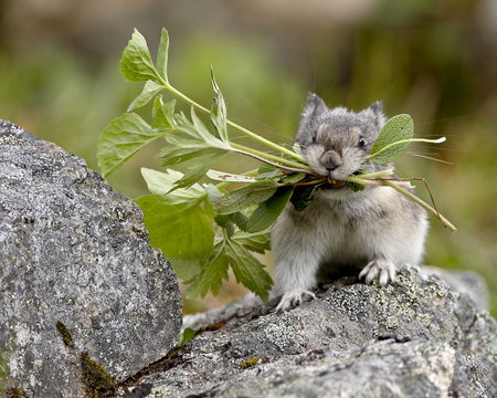 Collared Pika (Ochotona collaris) taking food to a cache, Hatcher Pass, Alaska