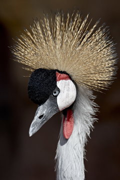 Grey Crowned Crane (Southern Crowned Cran) (Balearica regulorum) in captivity, Denver Zoo, Denver, Colorado