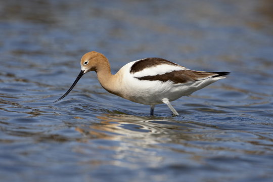 American Avocet (Recurvirostra americana), Belmar Historic Park, Lakewood, Colorado