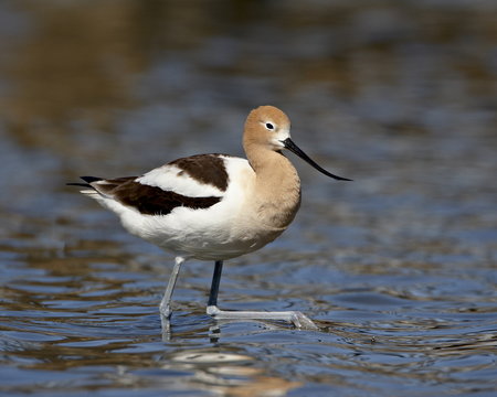 American Avocet (Recurvirostra americana), Belmar Historic Park, Lakewood, Colorado