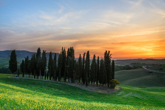 Sunset over cypress trees in Tuscany