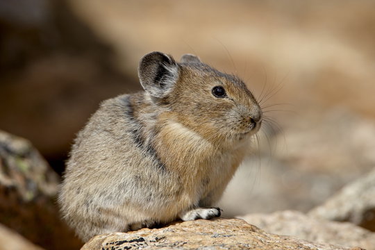 American pika (Ochotona princeps), Shoshone National Forest, Wyoming
