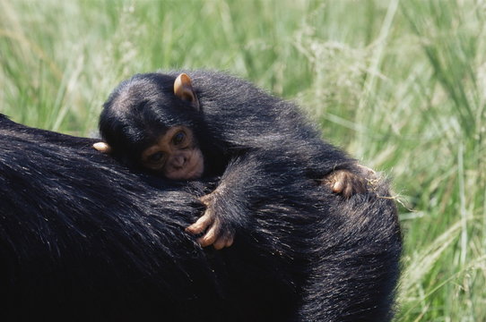 Chimpanzee (Pan troglodytes) infant in captivity, Uganda Wildlife Education Centre, Ngamba Island, Uganda
